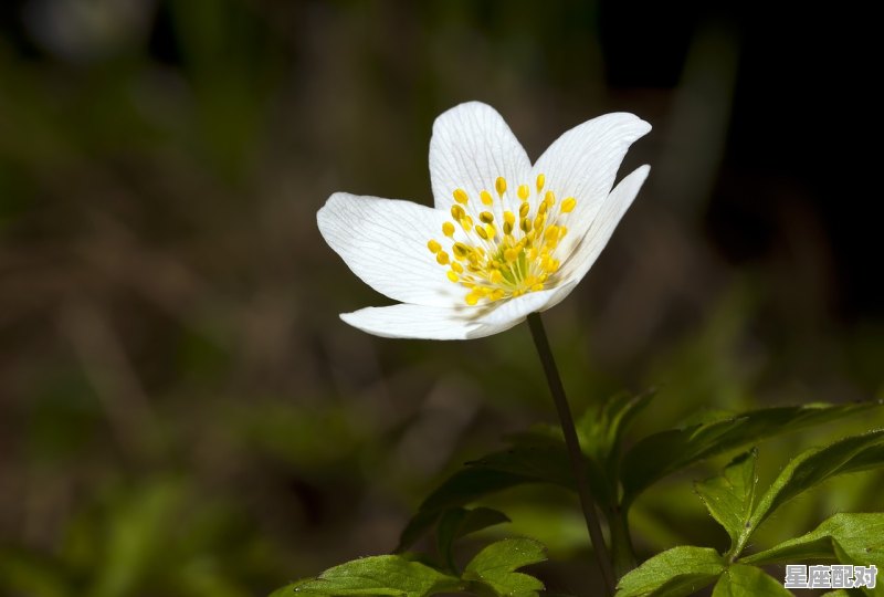 属于天蝎座的歌曲_12星座天蝎座专属音乐 属于天蝎座的歌曲_12星座天蝎座专属音乐 - 星座运势