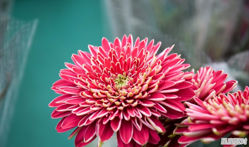 下月巨蟹座运气，十二星座今日塔罗牌运势 - 星座运势