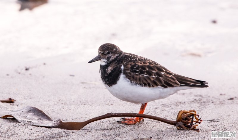 春秋无义战什么动物_背水一战指什么动物 春秋无义战什么动物_背水一战指什么动物 - 星座运势