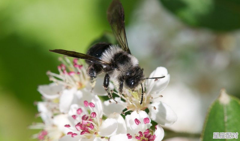 山中居住秋冬到是什么动物_春风得意应天机，田叶荷花莲藕香，满片都是红绿色，两岸青山猴孑多，猜一动物 - 星座运势
