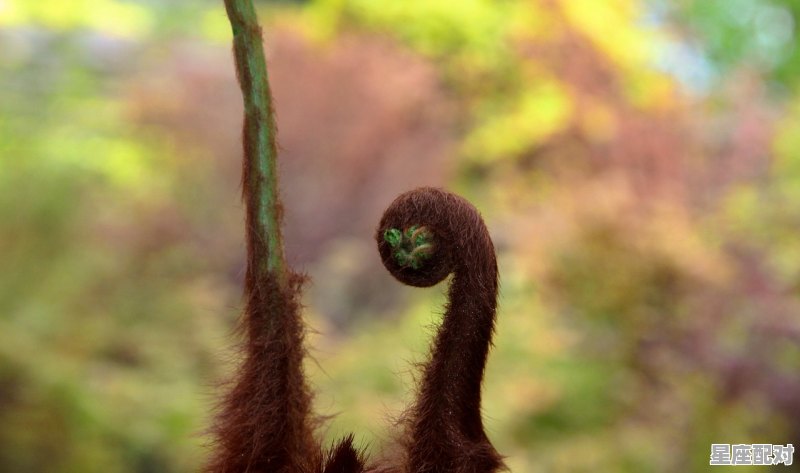 翻云覆雨的动物,野外大雨什么生肖 - 星座运势