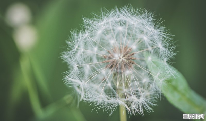 形容福气好运气好的句子，上善缘今日运势 - 星座运势