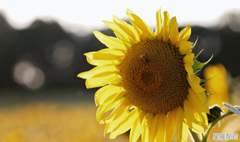 5-6月份是什么星座,6月初5是什么星座的 - 星座运势