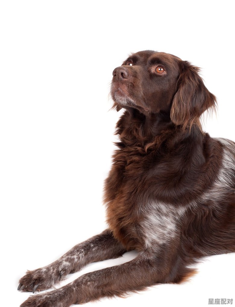 举例说明什么叫“不肖子”_渣女用什么动物形容 举例说明什么叫“不肖子”_渣女用什么动物形容 - 星座运势