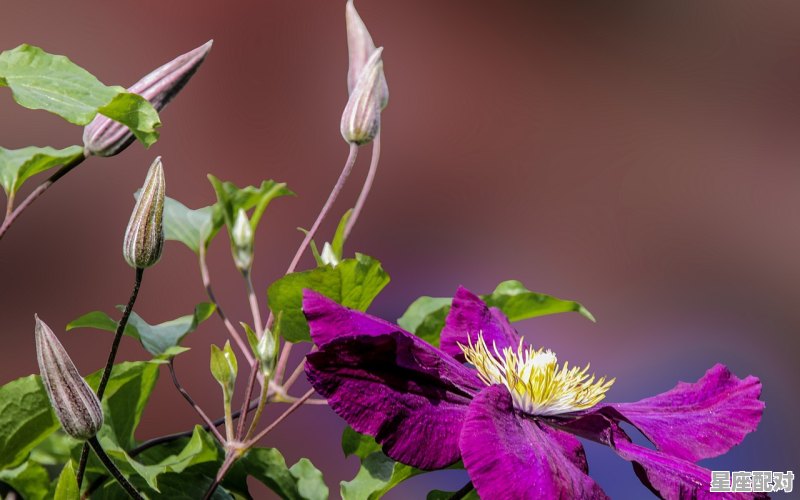 为什么8月出生的是摩羯座_八月份是什么星座的 为什么8月出生的是摩羯座_八月份是什么星座的 - 星座运势