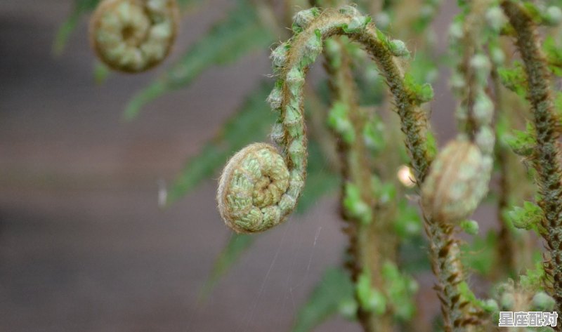 修道士和三根绿枝条 格林童话,触怒天使今日生肖运势 修道士和三根绿枝条 格林童话,触怒天使今日生肖运势 - 星座运势