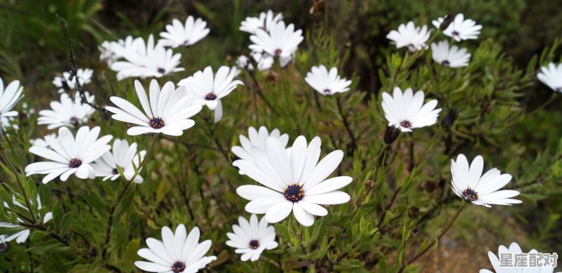 两个金牛座的女生合得来吗,金牛女最匹配星座配对是什么意思 两个金牛座的女生合得来吗,金牛女最匹配星座配对是什么意思 - 星座运势