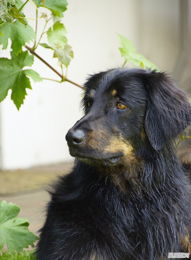 一一来数九是什么动物_手眼通天是什么动物 - 星座运势