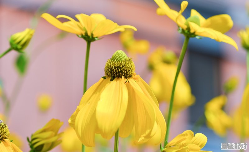 立夏为什么要称体重，二十四节气中有称体重习俗的是 - 星座运势