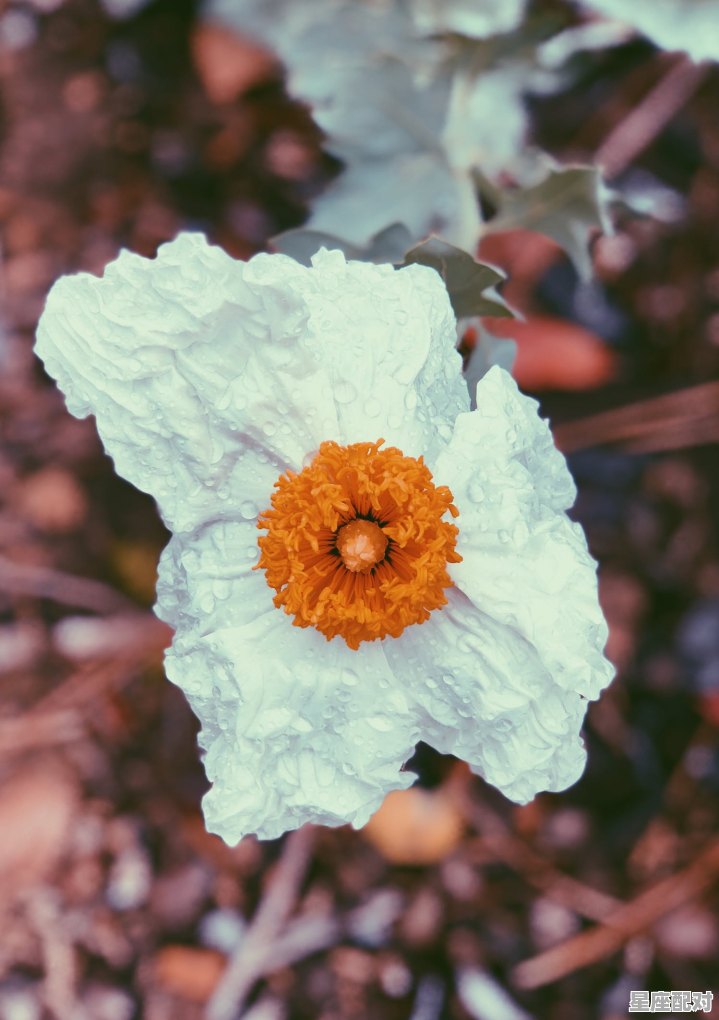 二十四节气的由来和习俗，有称人习俗的节气 - 星座运势