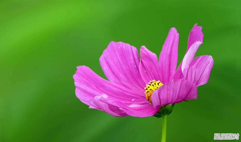 为什么双鱼座不缺实力,双鱼座性格平稳 为什么双鱼座不缺实力,双鱼座性格平稳 - 星座运势