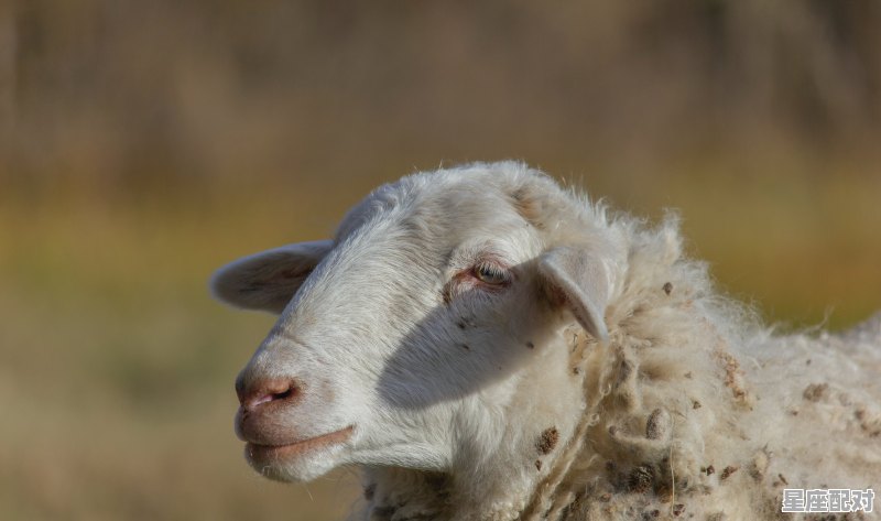 牛、虎、蛇、马、羊、鸡这些动物最长的寿命是多少_2022属猴几岁 - 星座运势