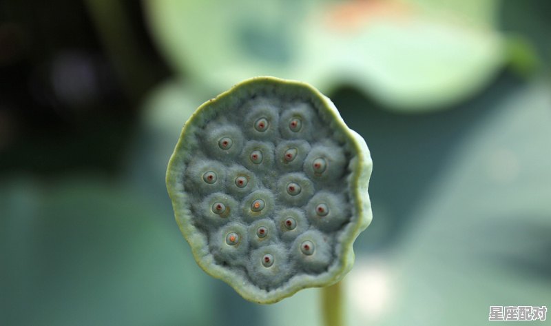 不同年份的摩羯座女的性格_2017年农历11月18属什么 - 星座运势