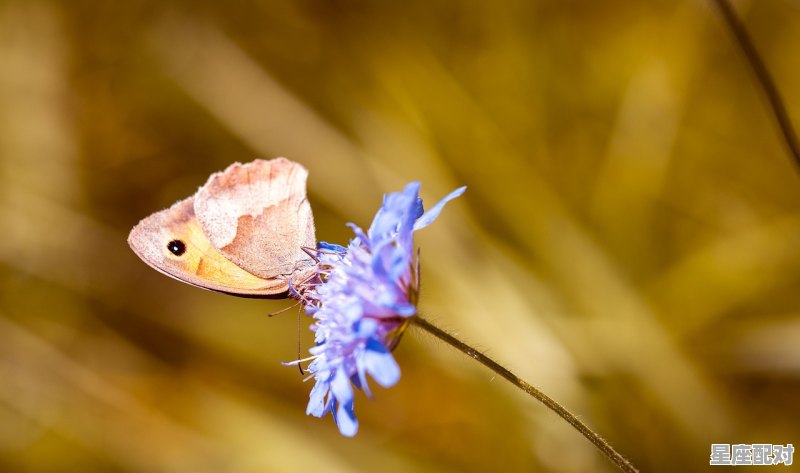 我感觉到身上很痒，感觉好像是到处都是虫子在爬我的身体_就是有时会感觉身上皮肤里好像有虫在爬 - 星座运势