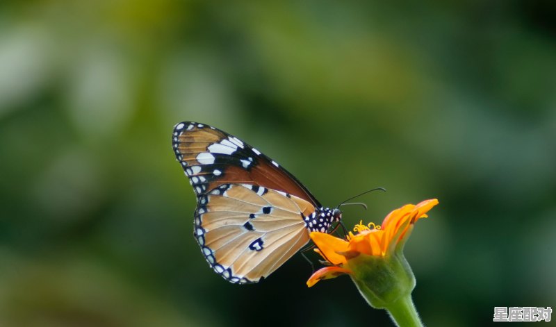 3月出生是什么星座_3月份出生的人是什么星座 - 星座运势