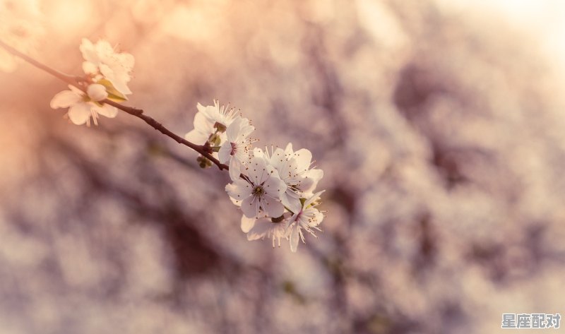 春季能看到东方青龙吗_1987年农历十二月什么日立春 - 星座运势