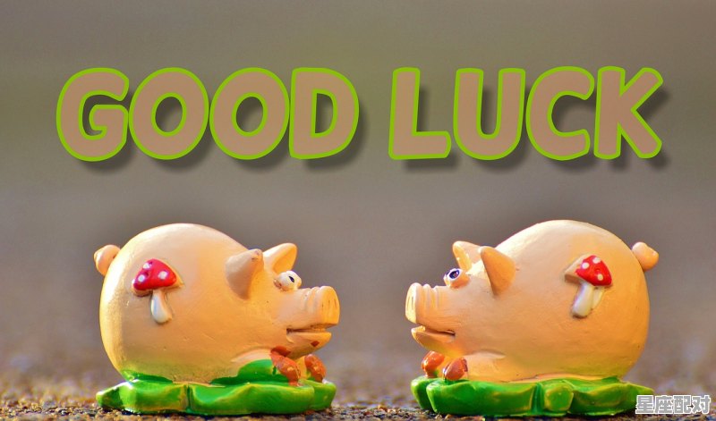 早晚看见兔子有什么寓意，兔子今日运势财运方向 - 星座运势