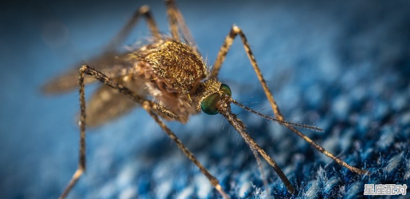 为什么猫咪身上有好多虫子在吸血_住酒店床上有像蟑螂的小虫还吸血是什么 - 星座运势
