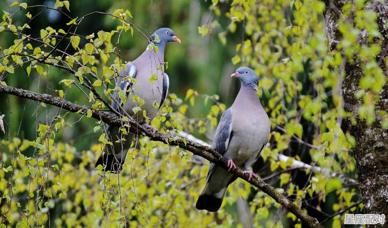与天蝎女最有夫妻缘分的星座,星座配对比值什么意思呀 - 星座运势