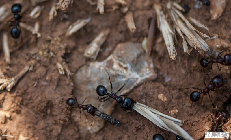 蚂蚁得志是什么意思_很甜的动物名称 - 星座运势
