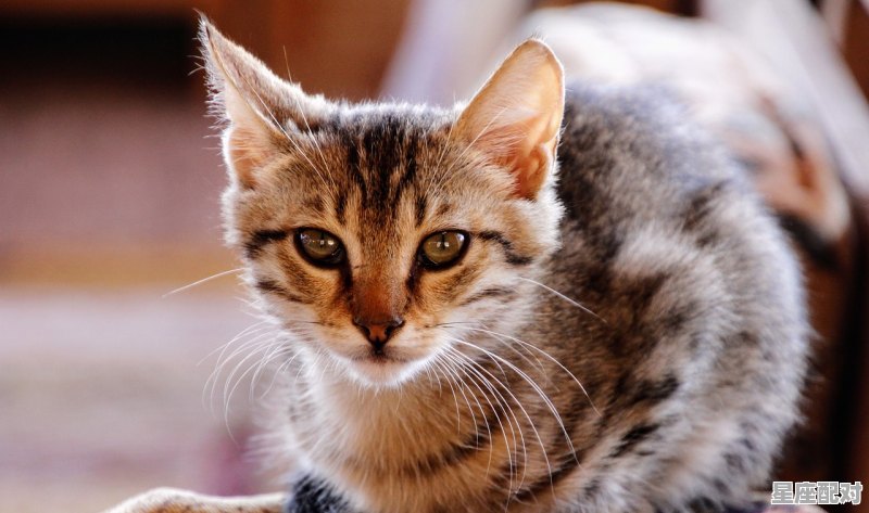 寐是什么动物_为什么十二生肖中没有猫 - 星座运势