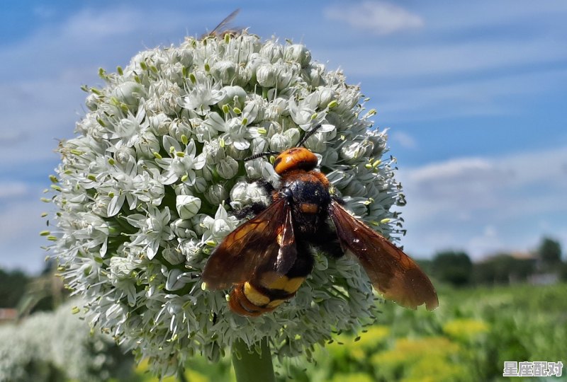 1983年9月的猪属于什么星座_1982年8月和198312月是什么星座 - 星座运势
