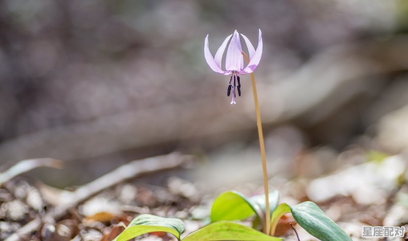广东立春有什么风俗习惯_广东人立春哪些习俗 - 星座运势