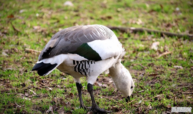 群峰倒影打一动物,喝水是什么生肖 - 星座运势