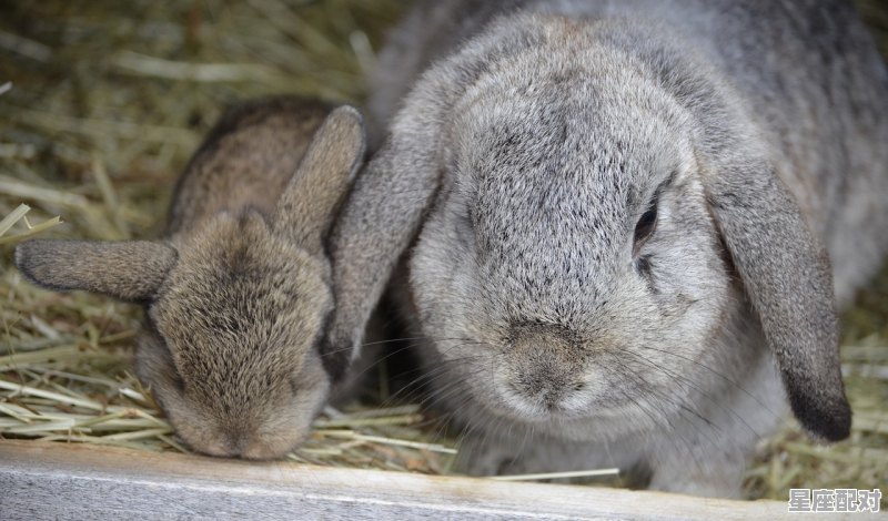 兔年是什么星座_属猪的白羊男和属兔的狮子座女生 - 星座运势