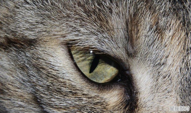 十二星座在京剧猫里代表谁,天蝎座猫猫性格 - 星座运势