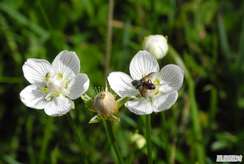 伴娘给新娘的祝福古文，梦到给别人当伴娘 - 星座运势