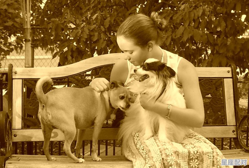 稚子代表什么动物，什么生肖像娃娃 - 星座运势