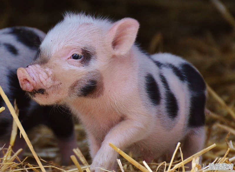 生猪什么意思，猪是什么生肖 - 星座运势