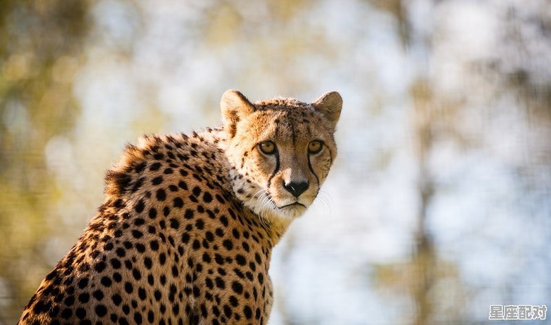 伯乐千里寻良驹是指什么动物,绿指什么生肖 伯乐千里寻良驹是指什么动物,绿指什么生肖 - 星座运势