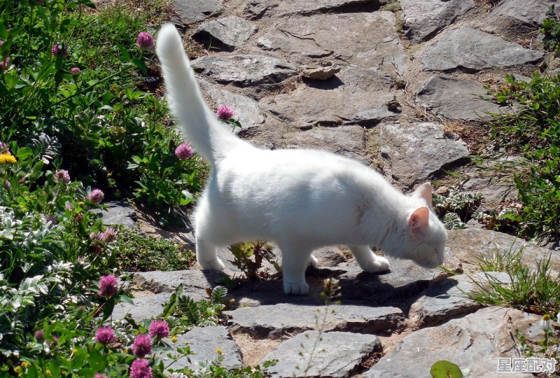 不知归途的动物_花心指什么动物 - 星座运势