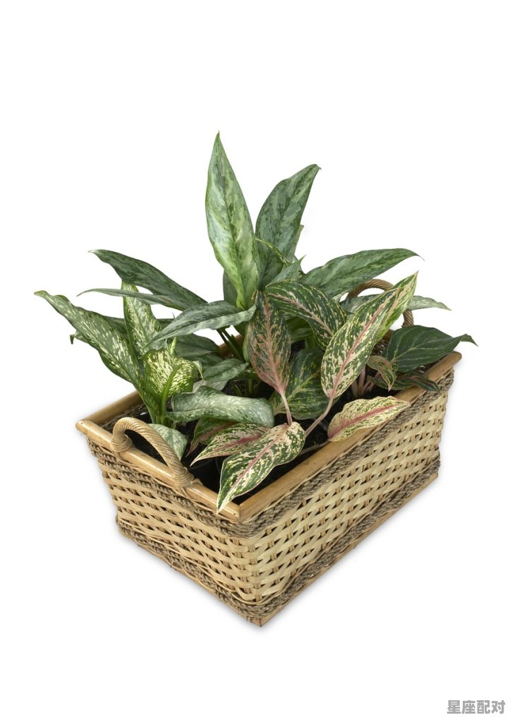 做梦梦到和父母吵架,做梦梦到和父母吵架 - 星座运势