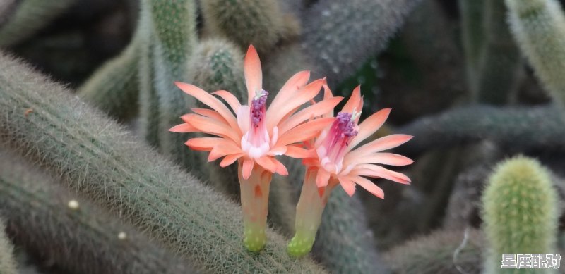 缘梁走索虽名巧是什么意思_缘是什么生肖 缘梁走索虽名巧是什么意思_缘是什么生肖 - 星座运势