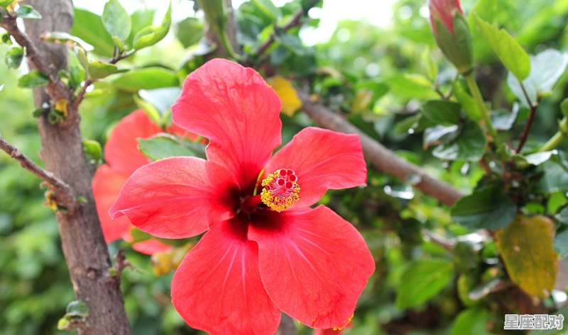 十二生肖里面的《玫瑰花》是什么东东,玫瑰指什么生肖 - 星座运势