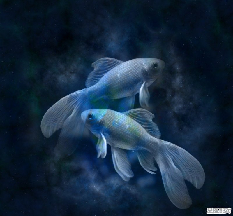 谁最旺双鱼男,双鱼座和哪个星座配对值最高呢男 谁最旺双鱼男,双鱼座和哪个星座配对值最高呢男 - 星座运势