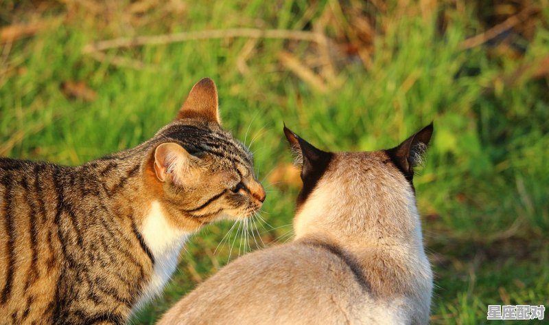俄罗斯有属猫的吗_属猫的国家 俄罗斯有属猫的吗_属猫的国家 - 星座运势