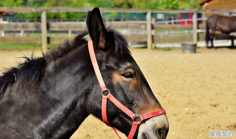 牛马砥砺前行,龙虎独当一面是什么动物,解指什么生肖 牛马砥砺前行,龙虎独当一面是什么动物,解指什么生肖 - 星座运势