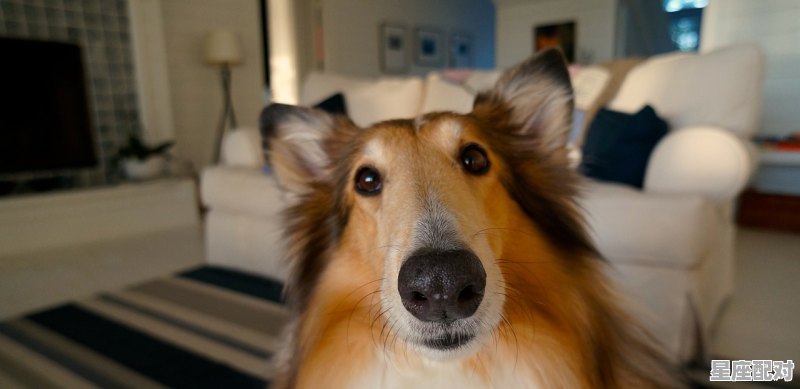 小狗狗怕痒吗,痒是什么生肖 小狗狗怕痒吗,痒是什么生肖 - 星座运势