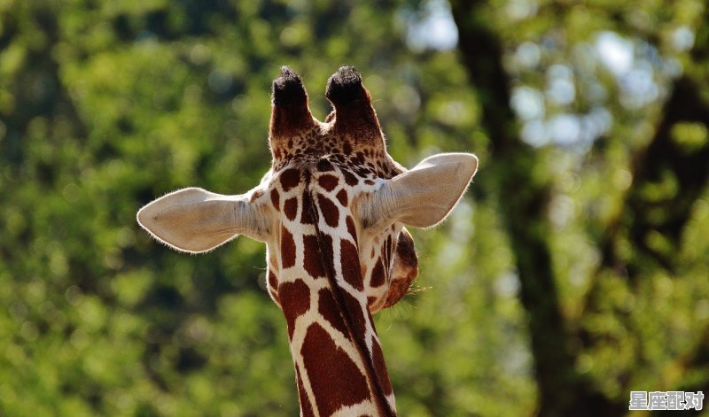 亦令枭雄常蒙羞指什么动物,令指什么生肖 亦令枭雄常蒙羞指什么动物,令指什么生肖 - 星座运势