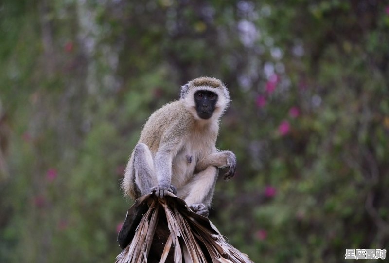 1992年女属什么,今日运势属猴1992 - 星座运势