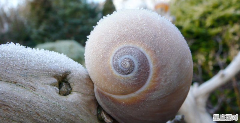 摘桑葚什么意思_桑葚什么时候可采摘 摘桑葚什么意思_桑葚什么时候可采摘 - 星座运势