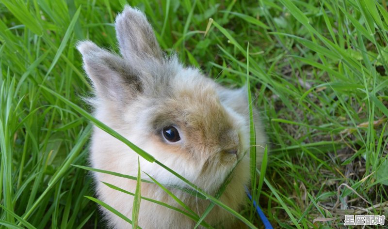 属兔的是什么星座,1999年出生星座是什么 - 星座运势