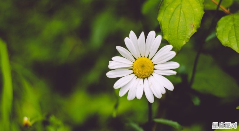 双鱼座属于什么象星座_能让双鱼爱到死去活来的星座 - 星座运势