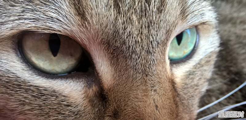 审时度势明眼人,洞察一切知万事形容什么动物_形容动物观察力很敏锐用什么成语 - 星座运势