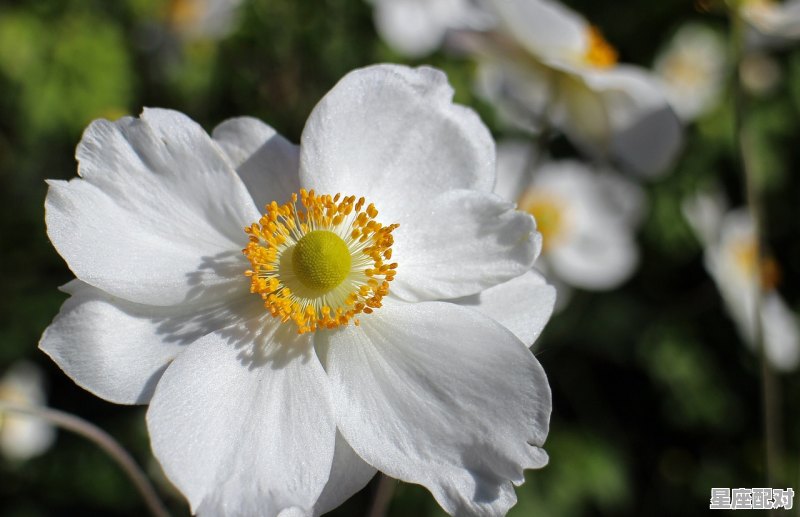 一春一秋不开花是什么意思,桃李指什么生肖 - 星座运势