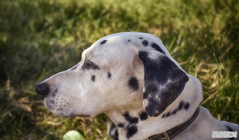 62年属虎女最近桃花运_62年虎人与异性的桃花运 - 星座运势